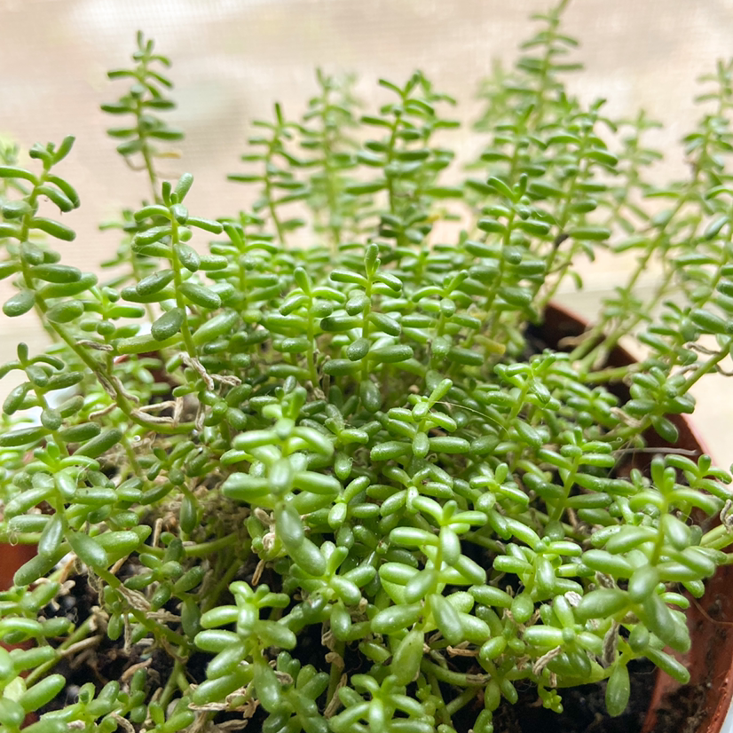 Healthy White Stonecrop plant with small, fleshy green leaves in a pot.