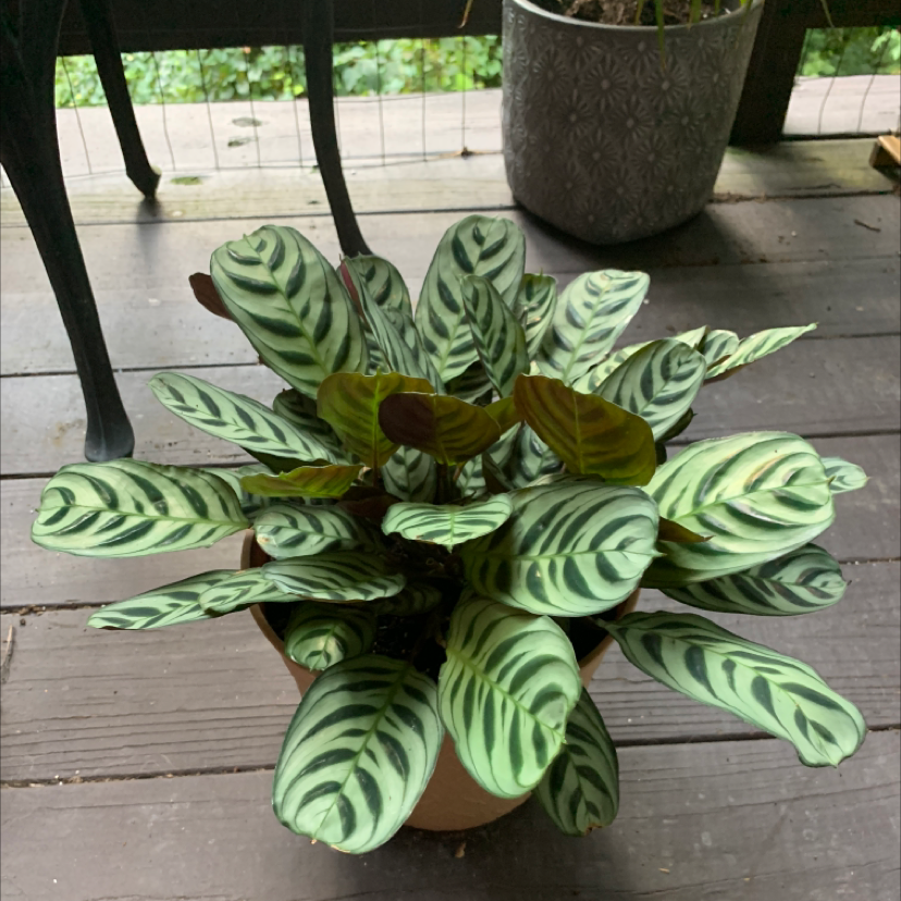 Fishbone Prayer Plant plant photo by @Marlene305 named Sonora on Greg, the plant care app.