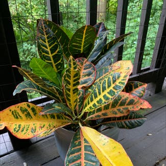 Gold Dust Croton plant in Somewhere on Earth