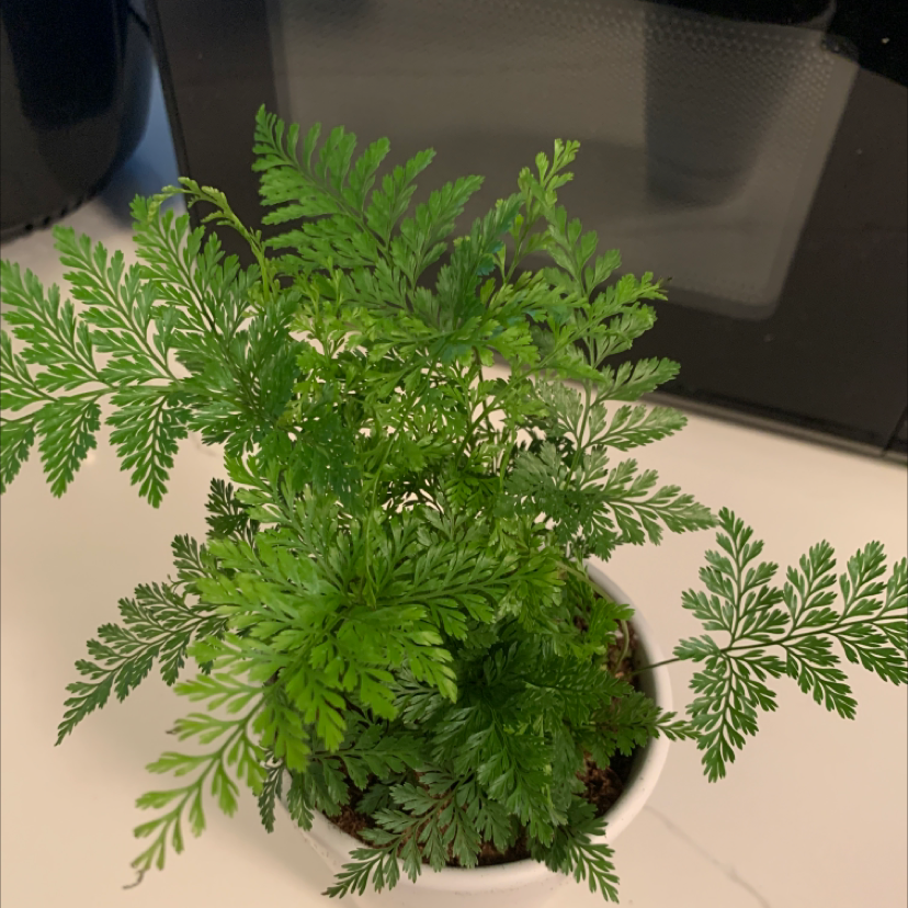Healthy Black Rabbit's Foot Fern in a white pot with vibrant green fronds.