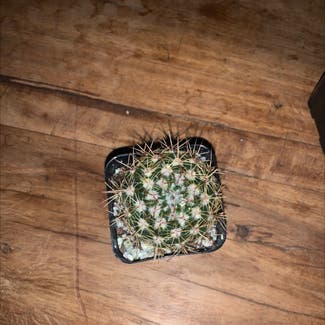 Simpson Hedgehog Cactus plant in Somewhere on Earth