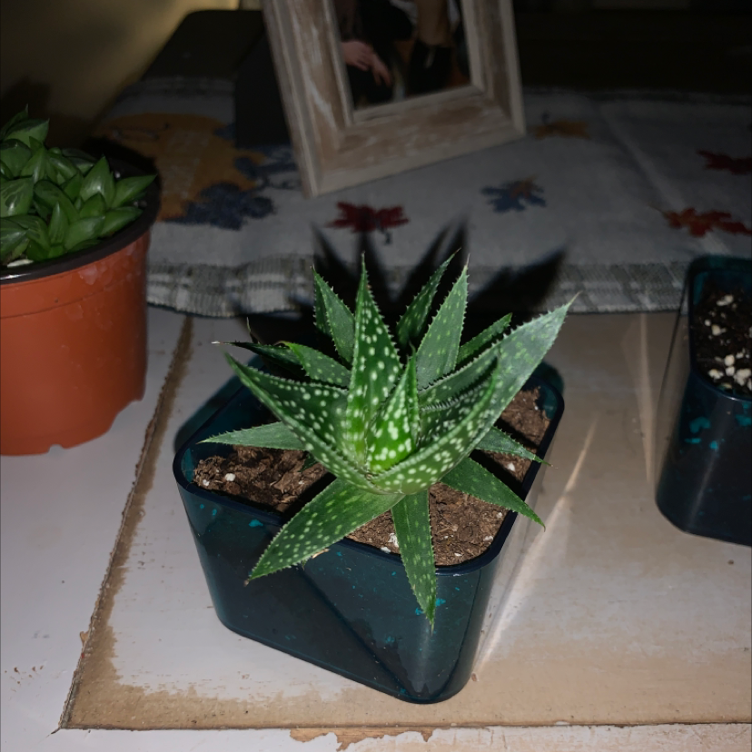 Zebra Plant plant photo by @Marlene305 named Gobi on Greg, the plant care app.
