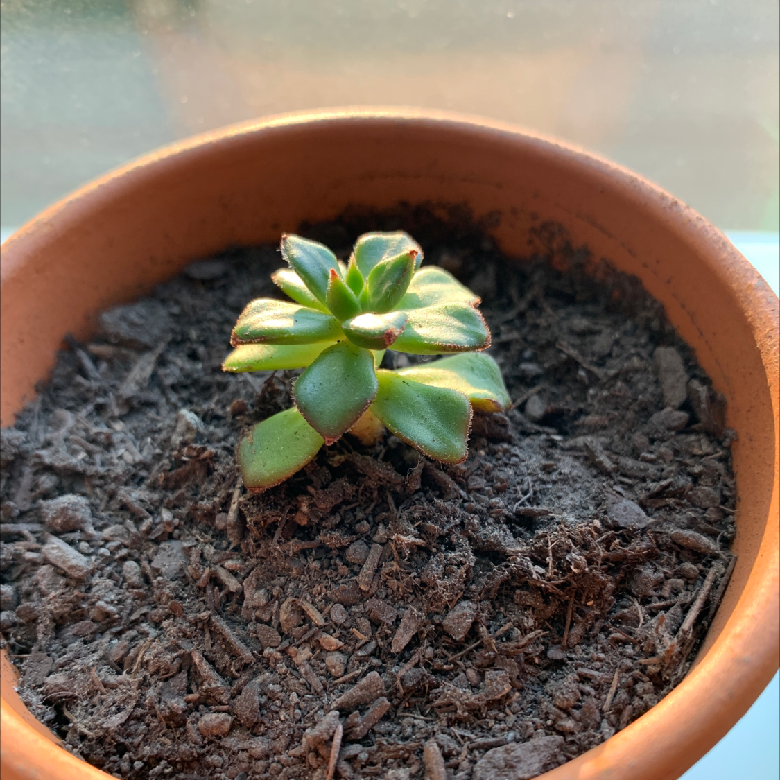 Sedeveria 'Letizia' succulent in a terracotta pot with visible soil.