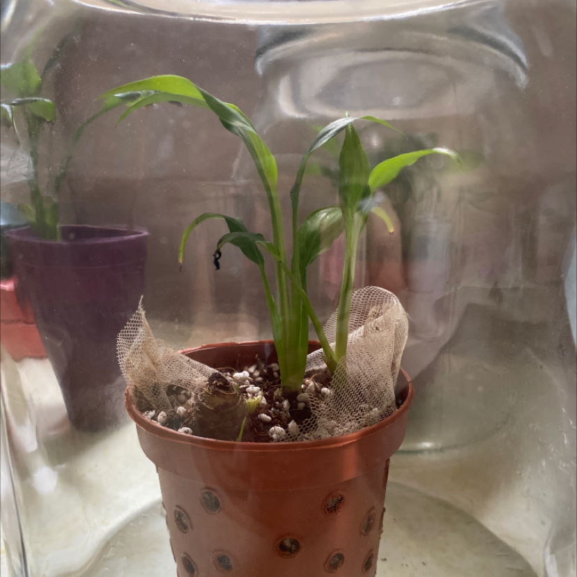 Peace Lily plant photo by Habiba named Peace lily in a jar on Greg, the plant care app.