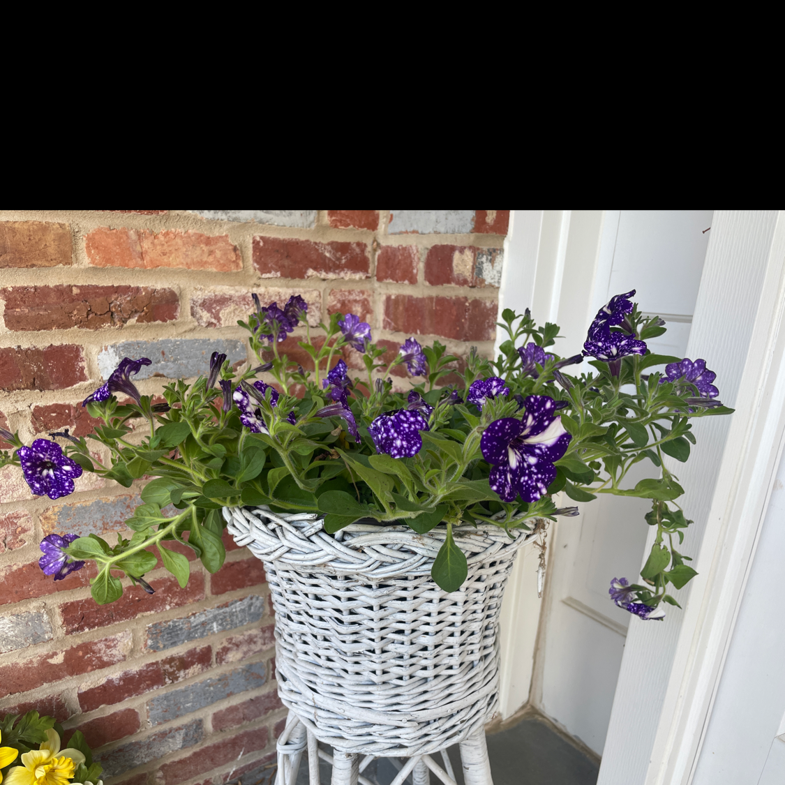 Night Sky Petunia plant in a white wicker basket with vibrant purple flowers and white speckles.