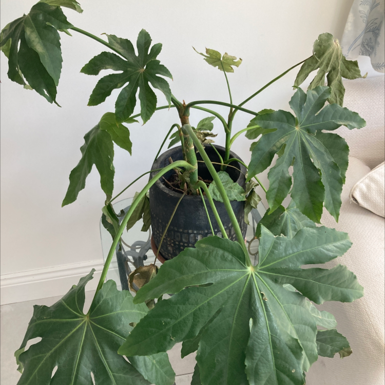 Photo of the plant species Fatsia Plant by @Robcrossley named King Julian on Greg, the plant care app
