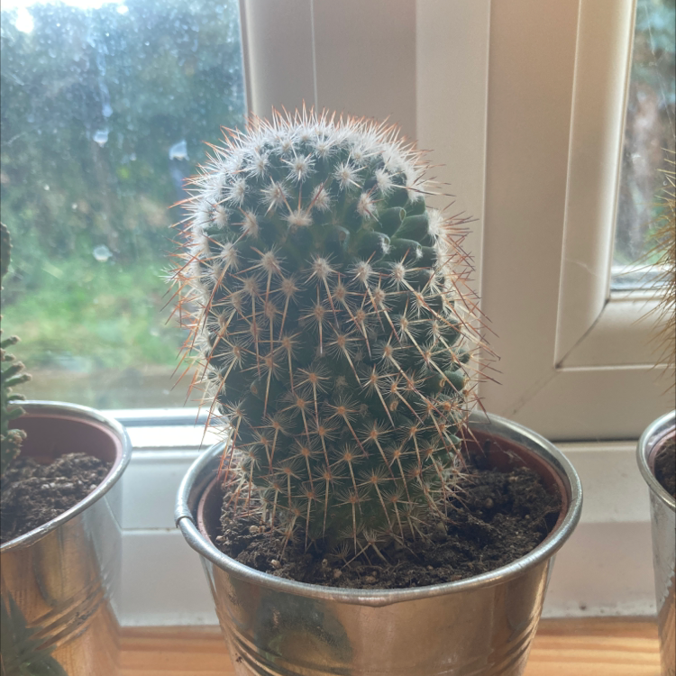 Photo of the plant species Acanthocalycium thionanthum by @Robcrossley named Carlos on Greg, the plant care app