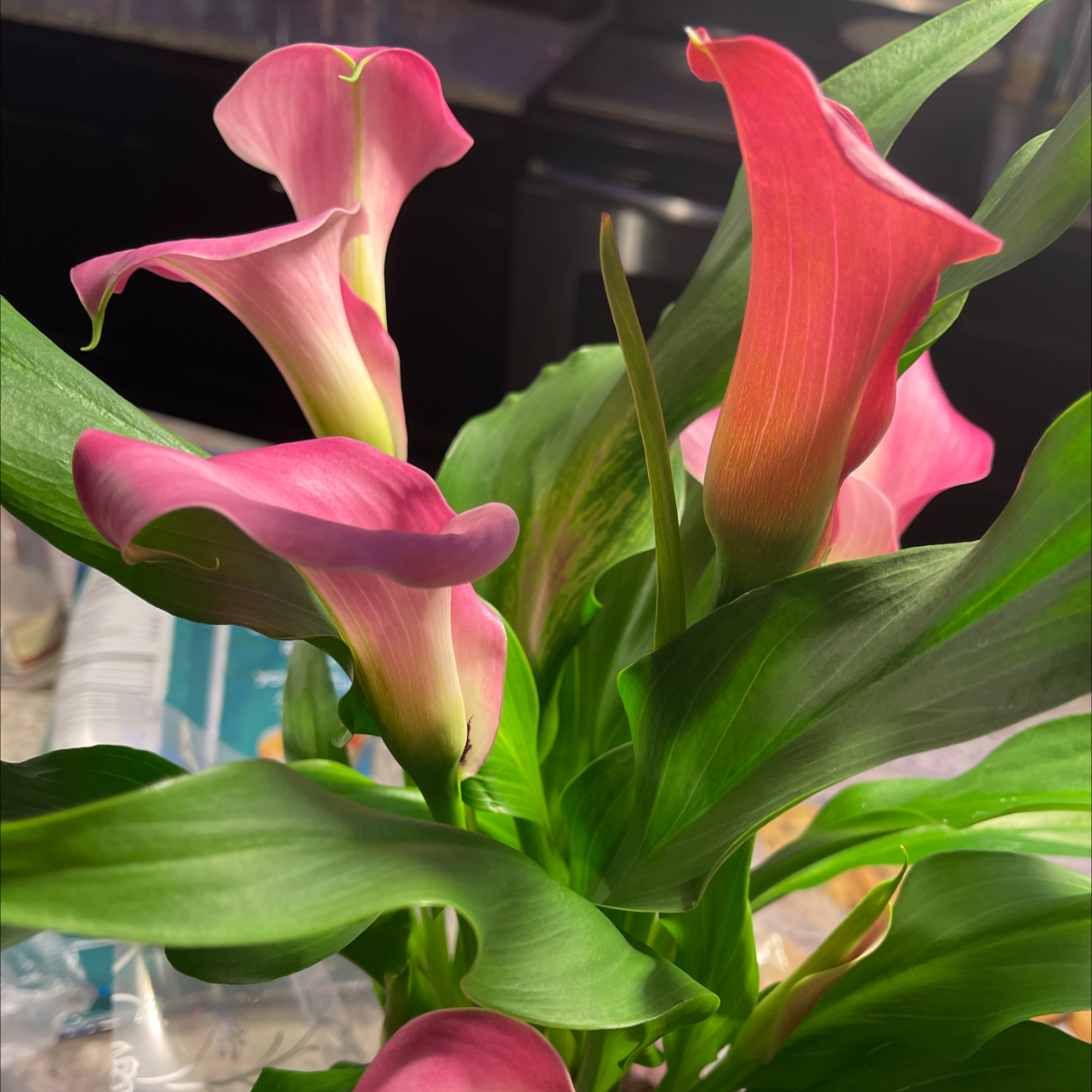 Pink Calla Lily with vibrant pink flowers and healthy green leaves.