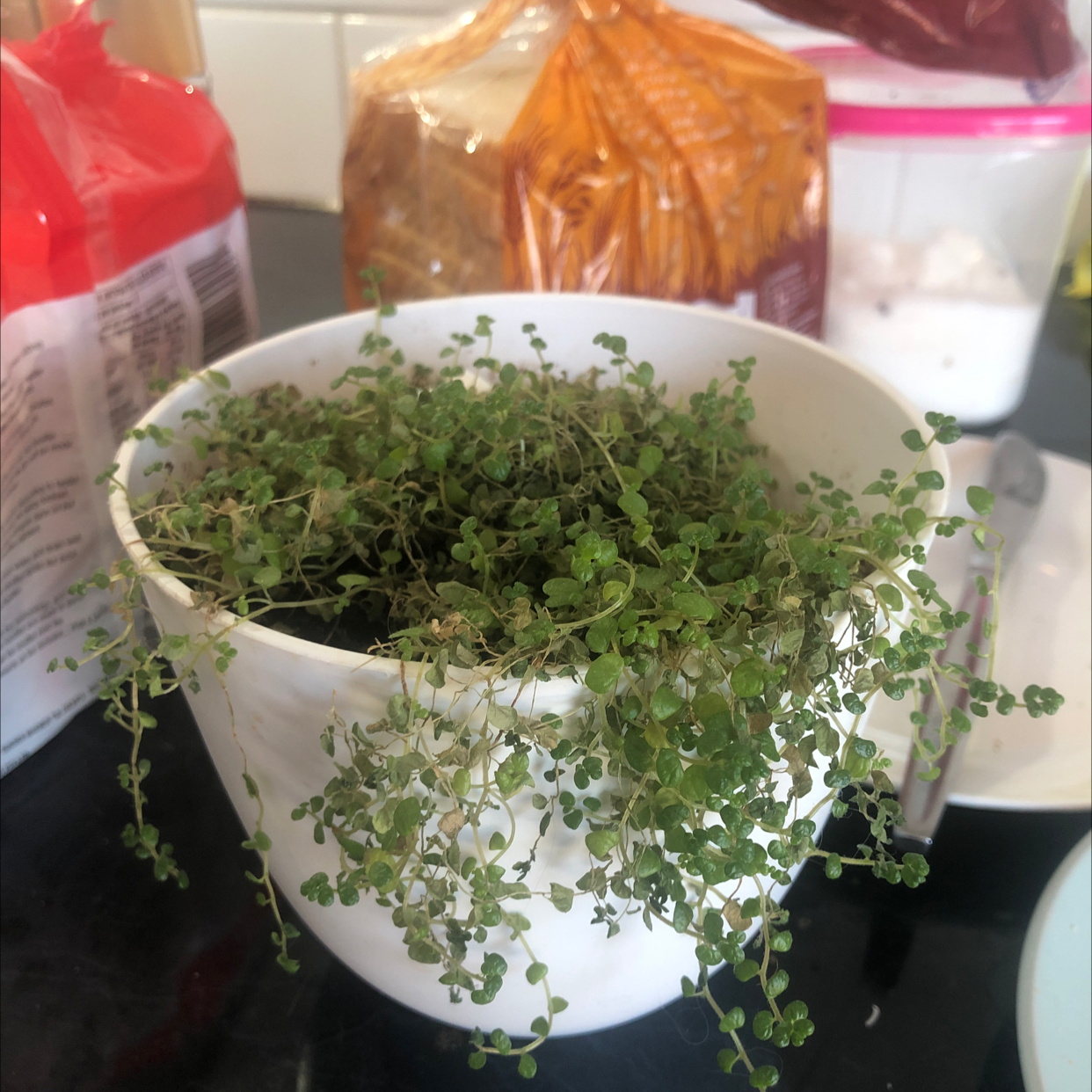Baby's Tears plant photo by Willamina named Bubbles on Greg, the plant care app.