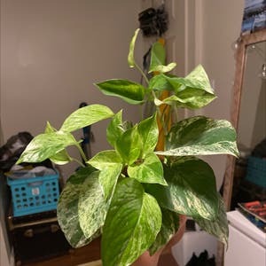 Marble Queen Pothos plant photo by Riley named Ethos on Greg, the plant care app.