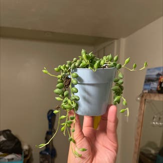 String of Pearls plant in Pittsburgh, Pennsylvania