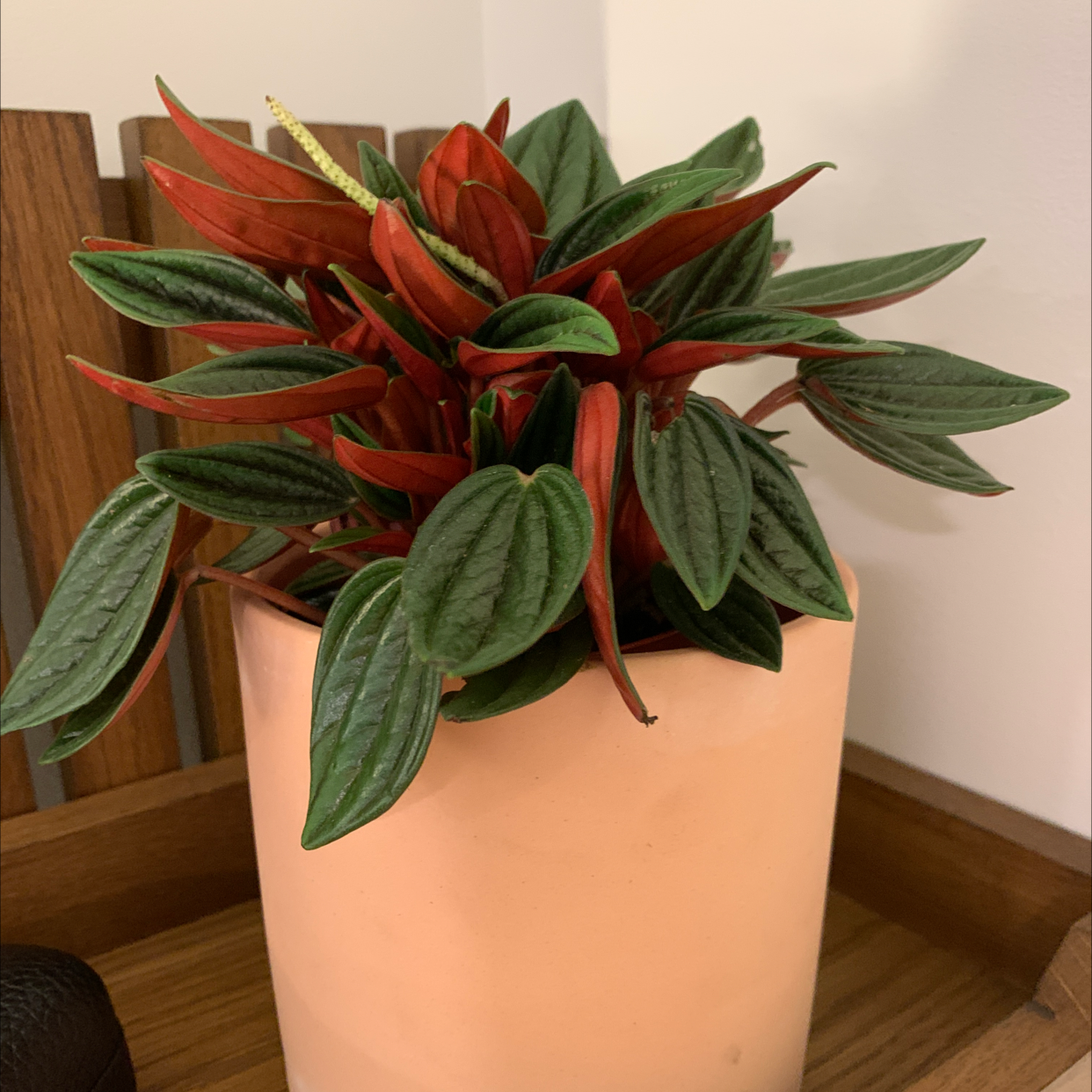 Peperomia Caperata plant photo by @kraigparkinson named Winston on Greg, the plant care app.