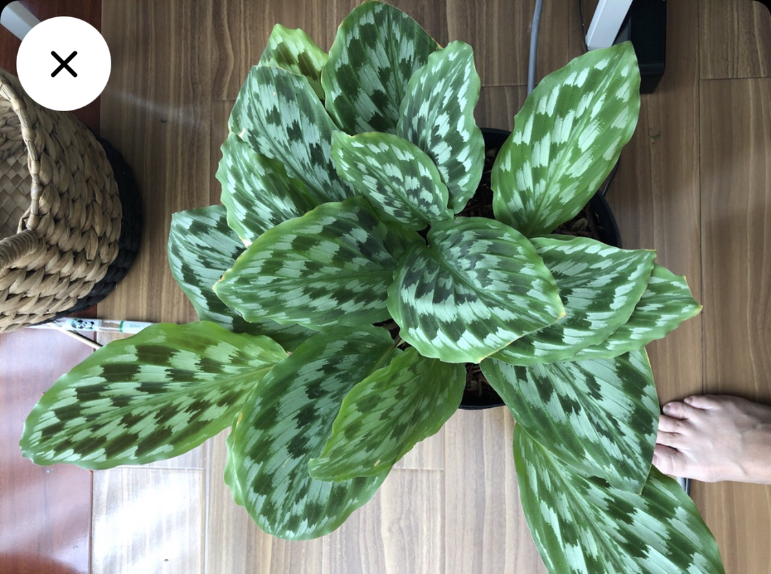 Photo of the plant species Silver spot by Novilia named Merak on Greg, the plant care app