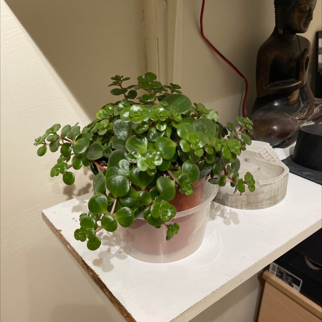 Photo of the plant species Sedum 'Himalayan Skies' by @kyhope named Sproutacus on Greg, the plant care app