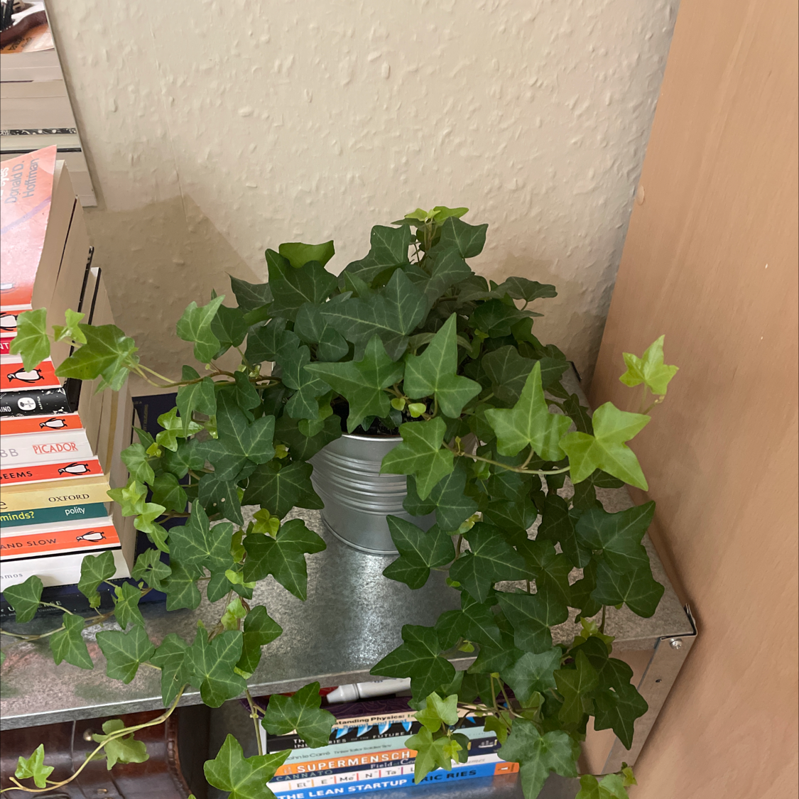 Photo of the plant species English Ivy by @kyhope named Ivey on Greg, the plant care app