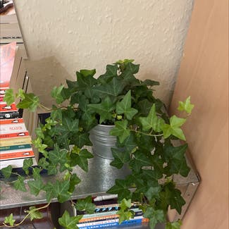 English Ivy plant in Leeds, England