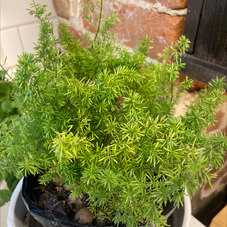 A lush, healthy Plume Asparagus plant with delicate feathery green fronds, growing in a small black container.
