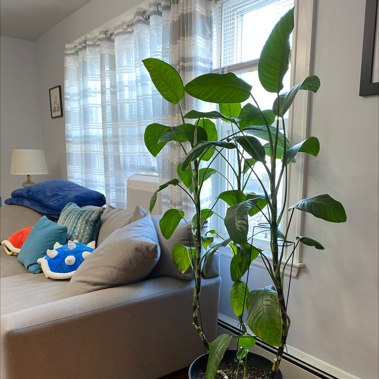 Healthy Dumb Cane plant indoors near a window with large green leaves.
