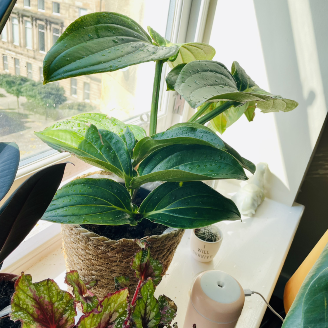 Showy Medinilla plant with vibrant green leaves in a woven basket near a window.