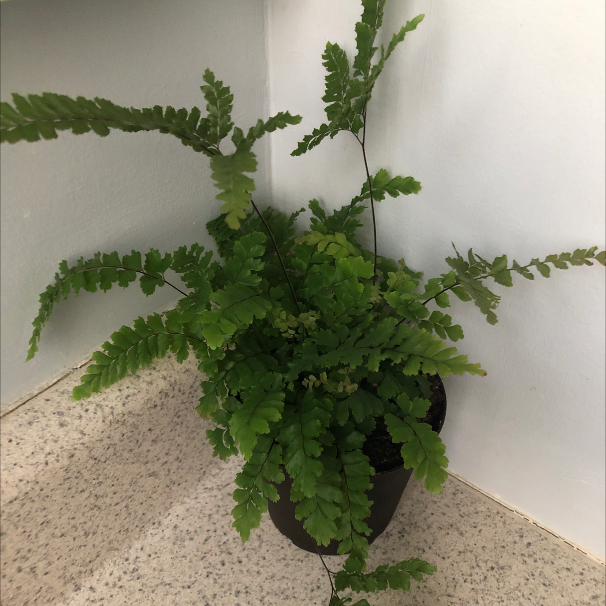 Rough Maidenhair Fern in a pot on a speckled surface, appearing healthy with vibrant green leaves.