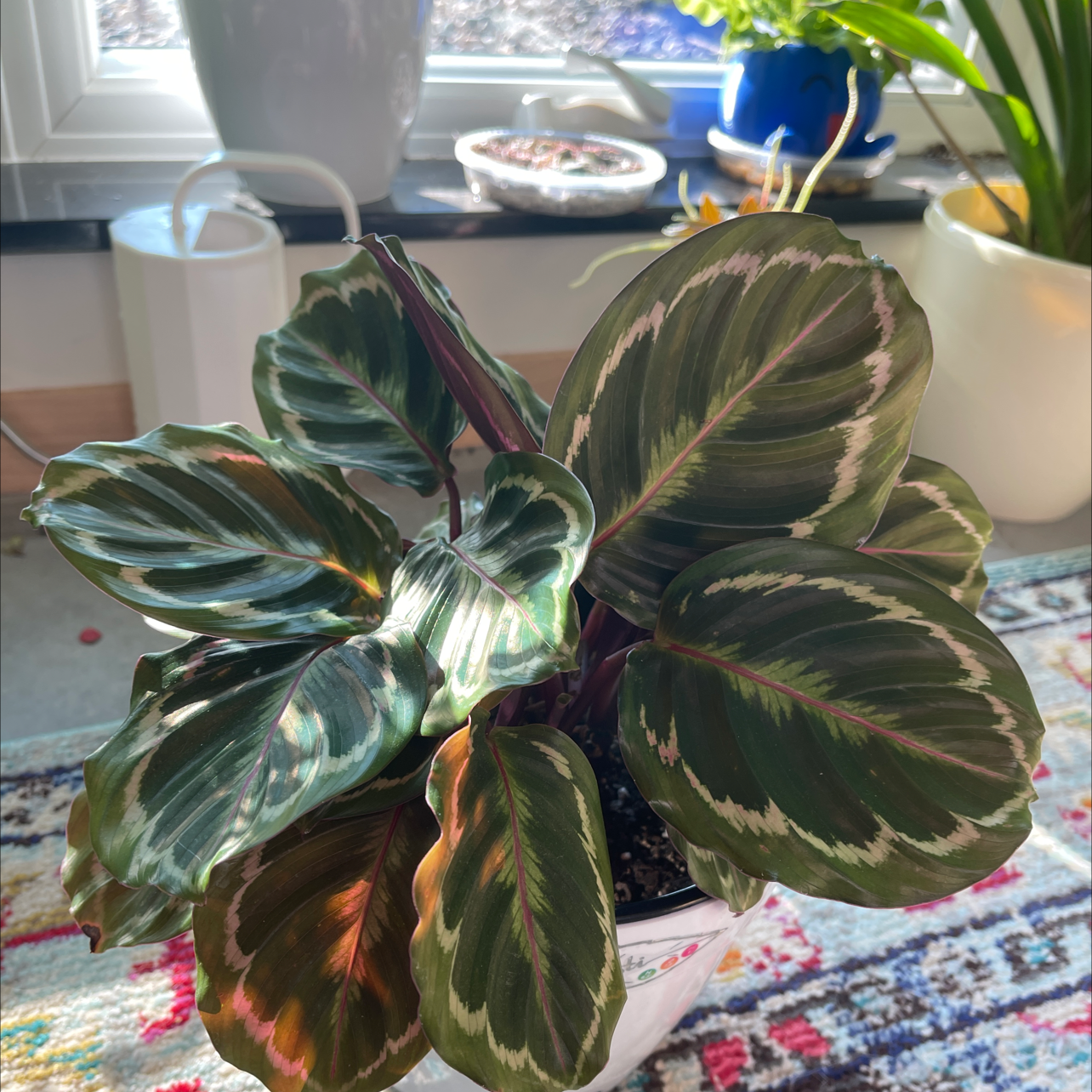 Calathea 'Medallion' plant with variegated leaves indoors on a colorful rug.