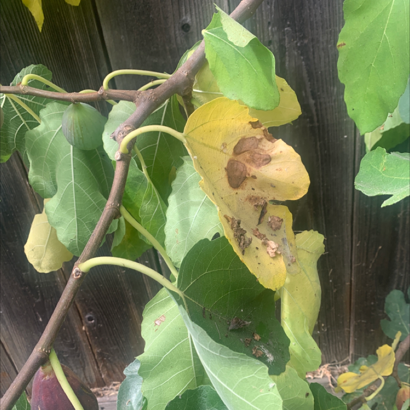 Brown Turkey Fig plant with yellowing and browning leaves, against a wooden fence.