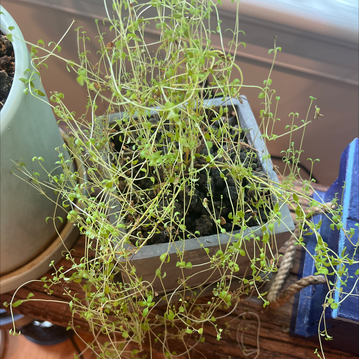 Potted Common Chickweed plant with thin, delicate stems and small leaves.