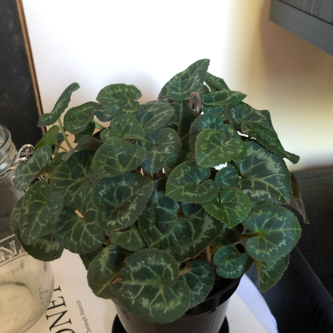 Persian Cyclamen plant photo by @Crustyendofthegarlicbread named Plato on Greg, the plant care app.
