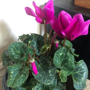 Persian Cyclamen plant photo by @Crustyendofthegarlicbread named Cycleman on Greg, the plant care app.