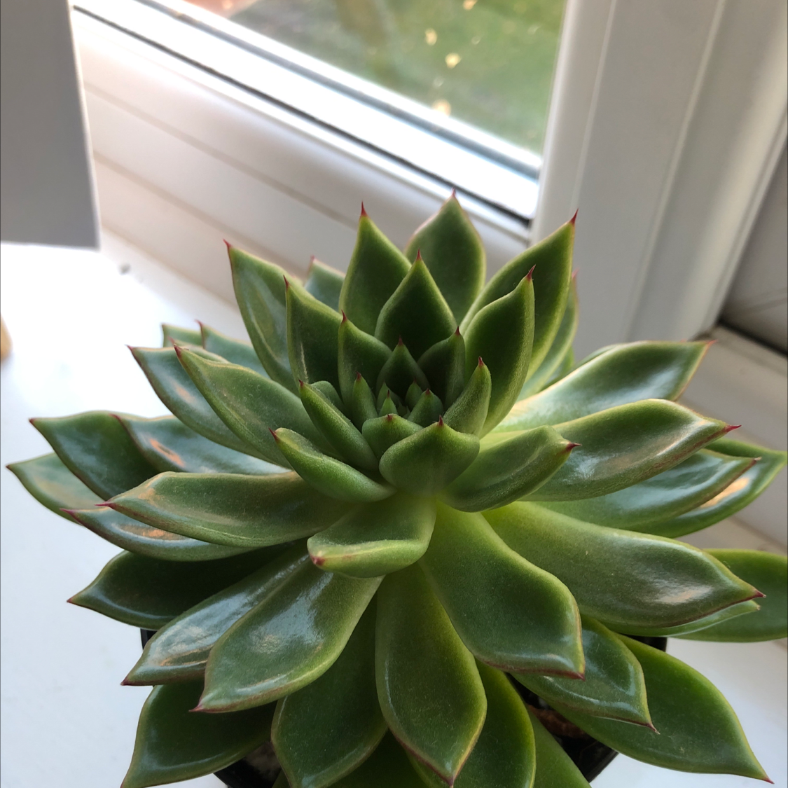 Lipstick Echeveria plant photo by @Crustyendofthegarlicbread named Succulent on Greg, the plant care app.