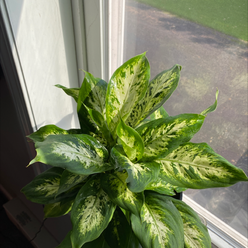 Dieffenbachia plant photo by Ryan named Sally on Greg, the plant care app.
