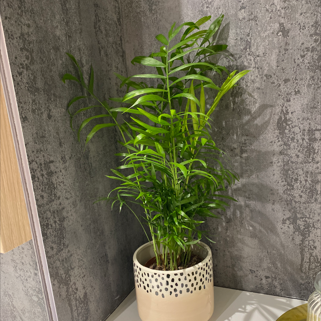 Photo of the plant species Parlour Palm by Hannah named Shakira on Greg, the plant care app