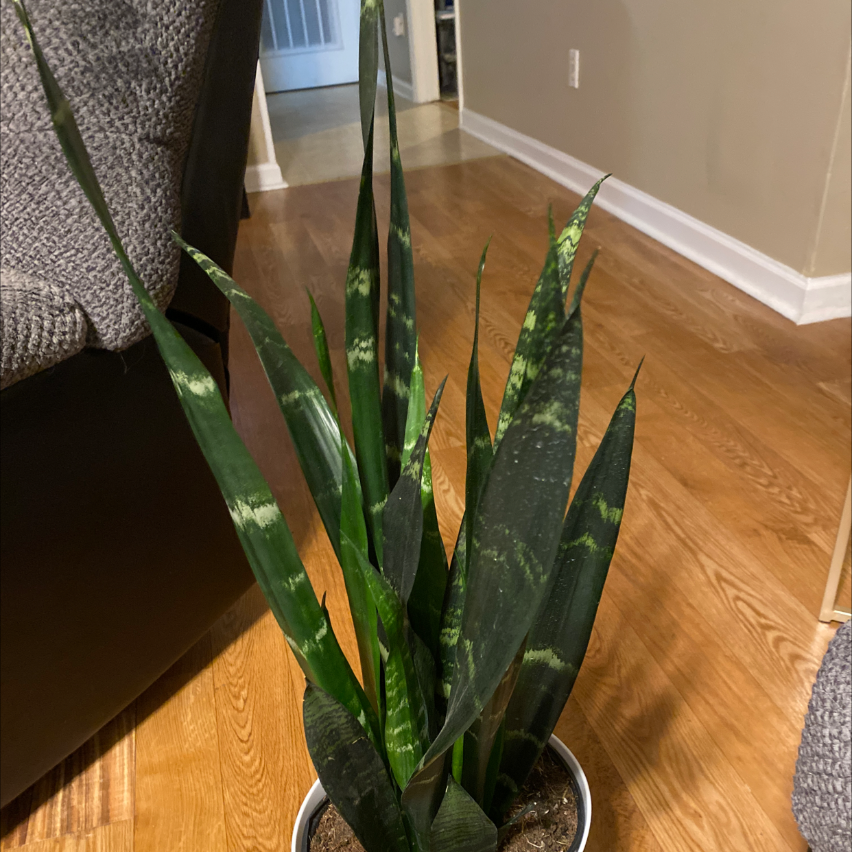 Photo of the plant species Black Coral Snake Plant by @CashaTD named Denali on Greg, the plant care app