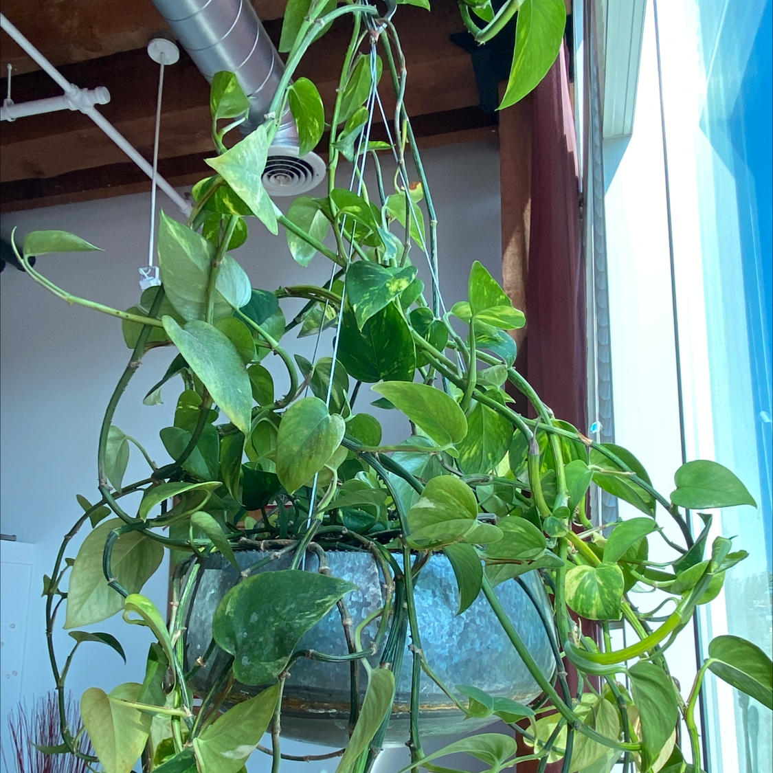 Taro Vine plant photo by @SES named Phil on Greg, the plant care app.