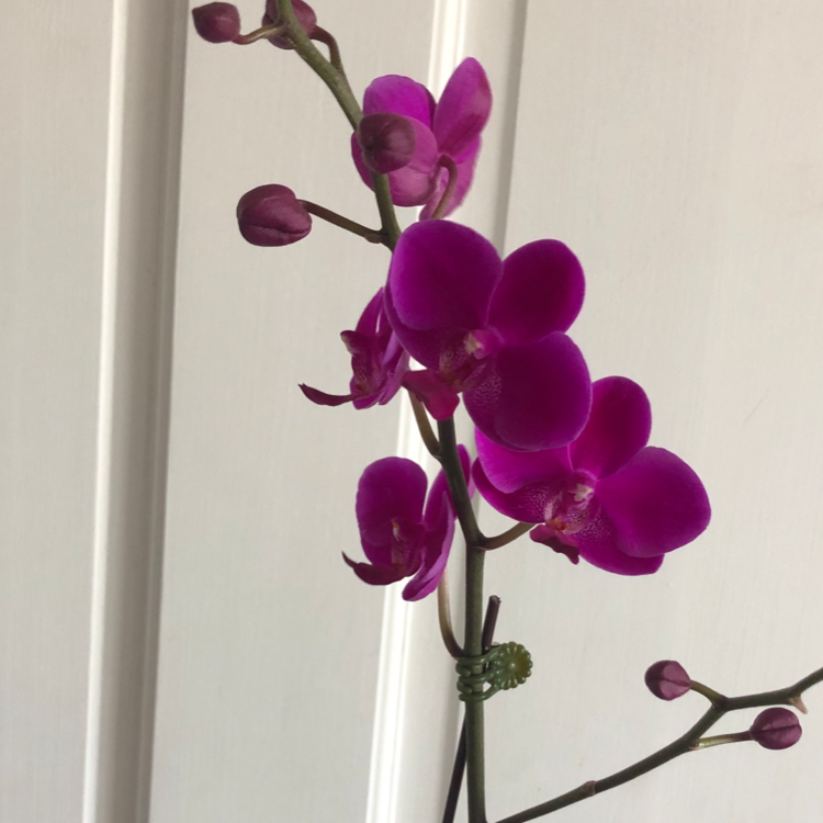 Phalaenopsis Orchid plant photo by @skittle named Orchid on Greg, the plant care app.