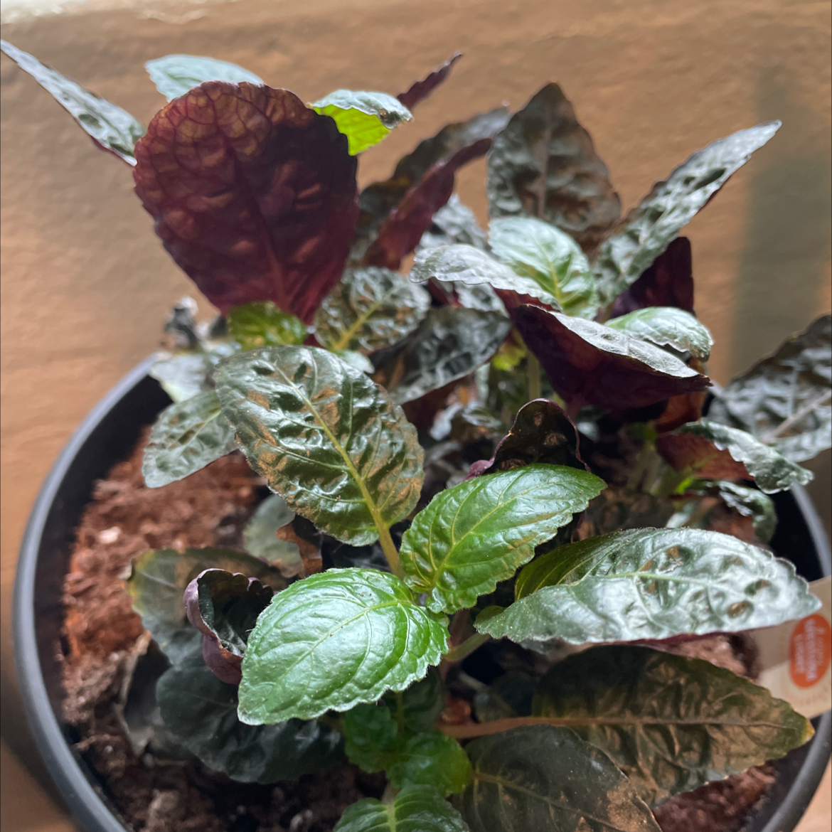 Waffle Plant with dark green and purple leaves in a pot with visible soil.