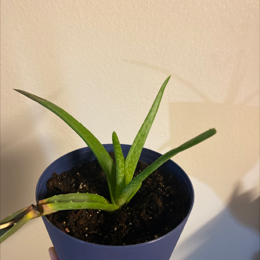 Aloe vera plant photo by @Annaloohoo named Ally on Greg, the plant care app.