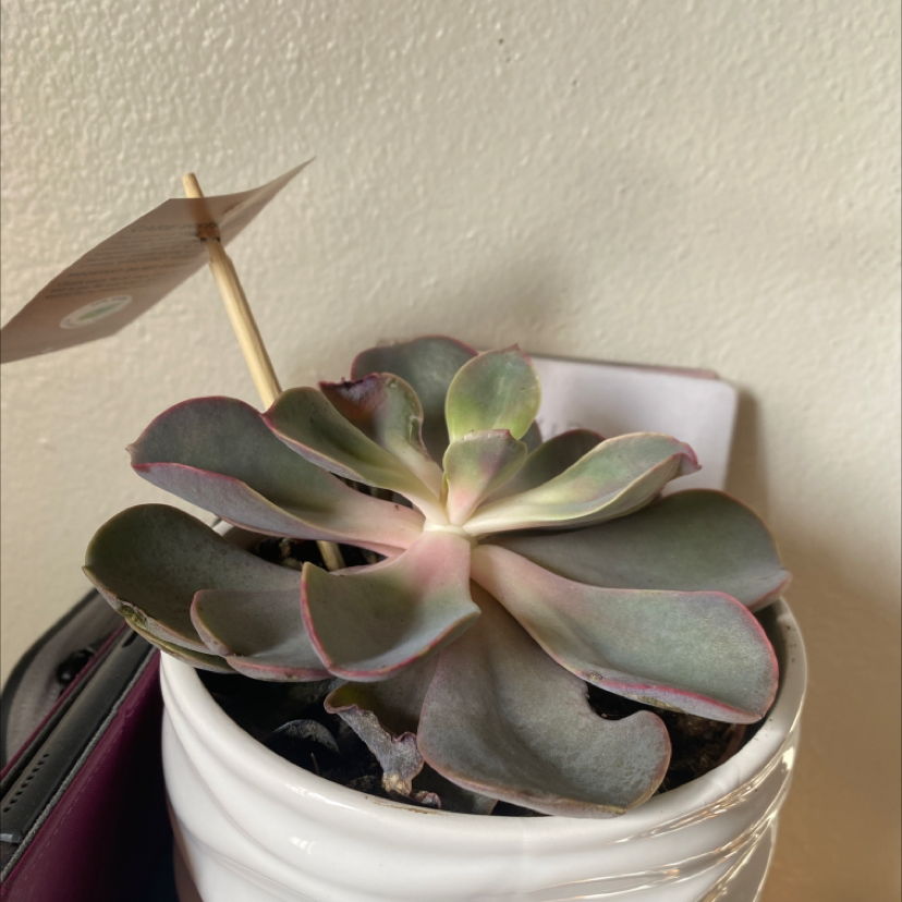 Echeveria Gibbiflora plant photo by @Annaloohoo named Suzie on Greg, the plant care app.