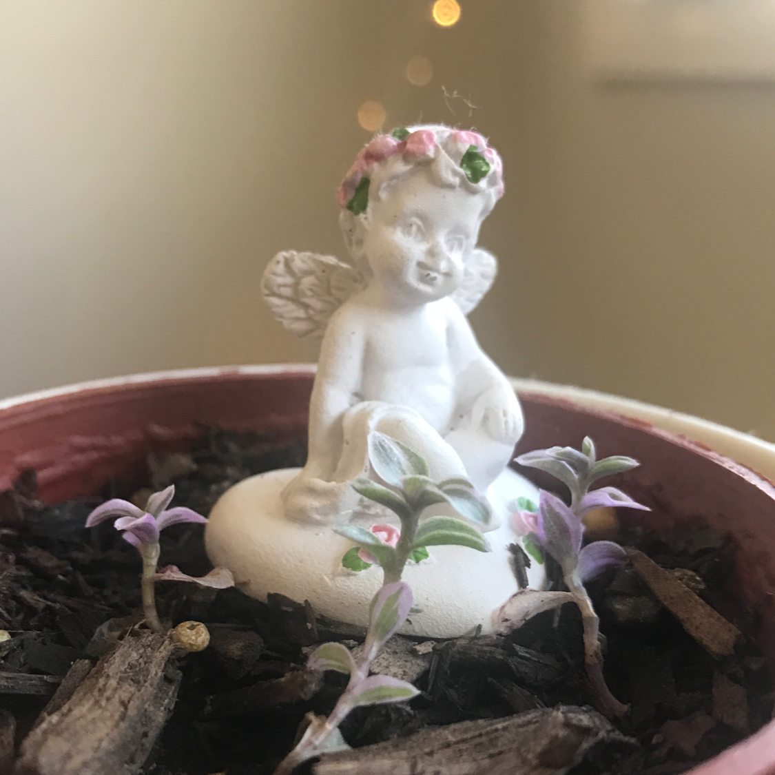Photo of the plant species Callisia 'Bianca' by @bynnie named forrest on Greg, the plant care app
