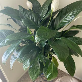 Peace Lily plant in Westland, Michigan