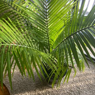 Parlour Palm plant in Westland, Michigan