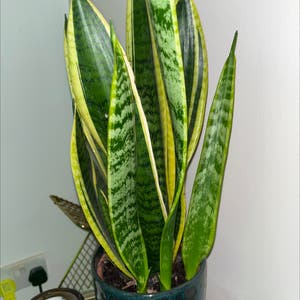 Snake Plant plant photo by Charlotte named Stevie on Greg, the plant care app.