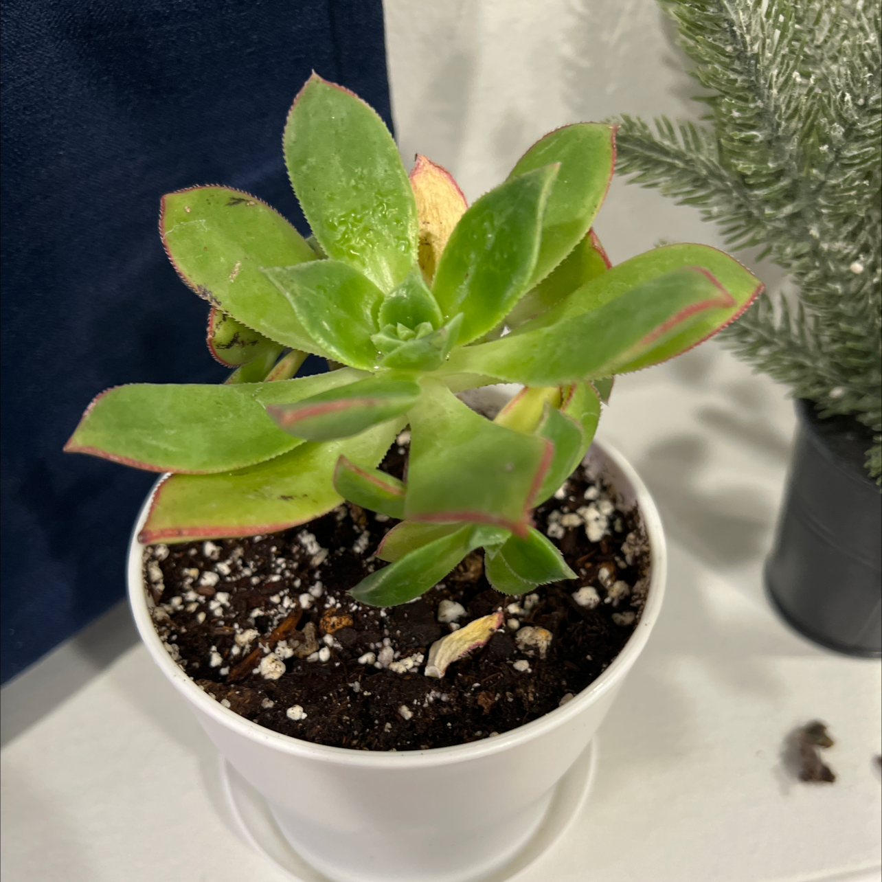 Aeonium 'Kiwi' plant in a white pot with visible soil and healthy green leaves with red edges.