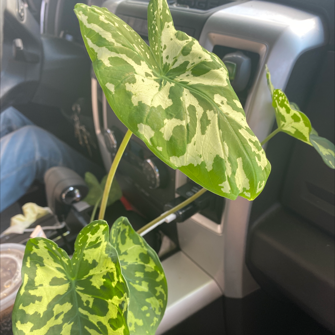 Caladium Hilo Beauty plant with large, variegated leaves inside a vehicle.