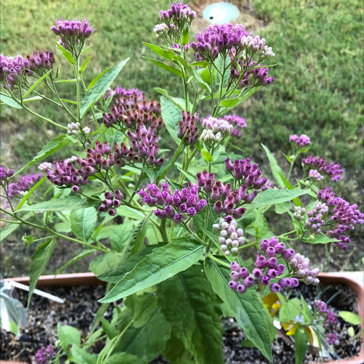 Photo of the plant species Saltmarsh Fleabane by Robert named Your plant on Greg, the plant care app