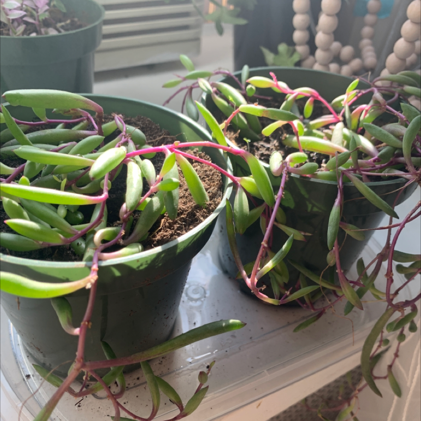 Two potted Shoreline Sea Purslane plants with healthy, elongated succulent leaves.
