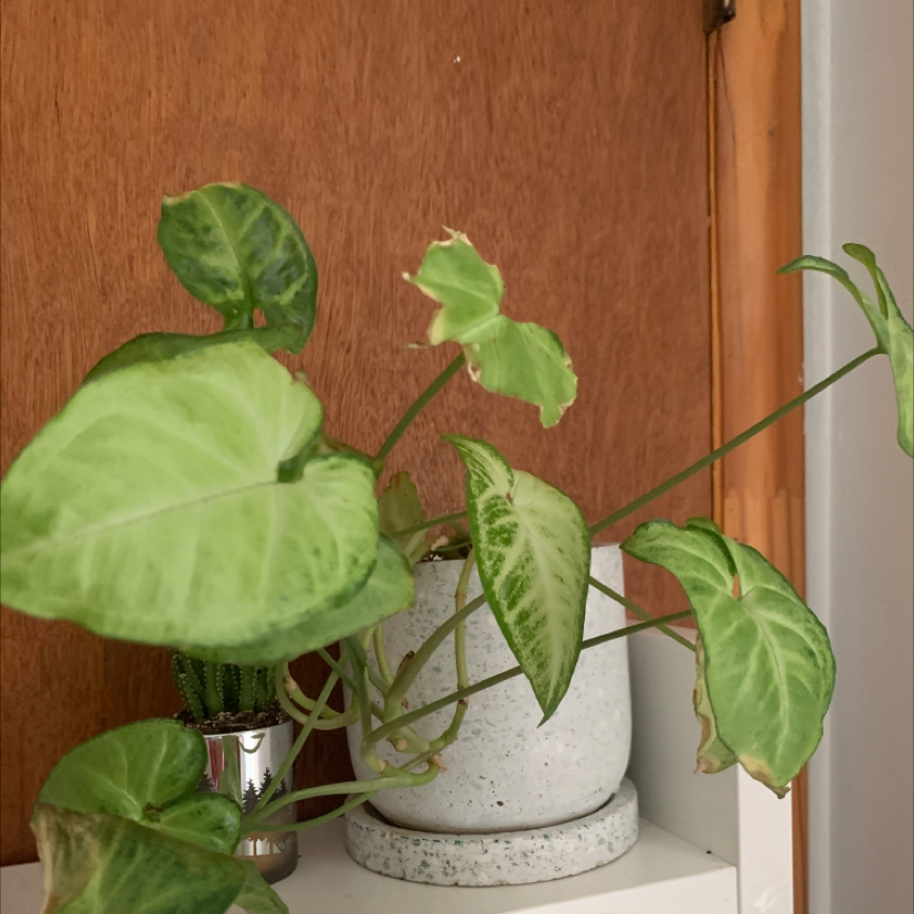 Arrowhead Plant plant photo by Izabela named marla on Greg, the plant care app.