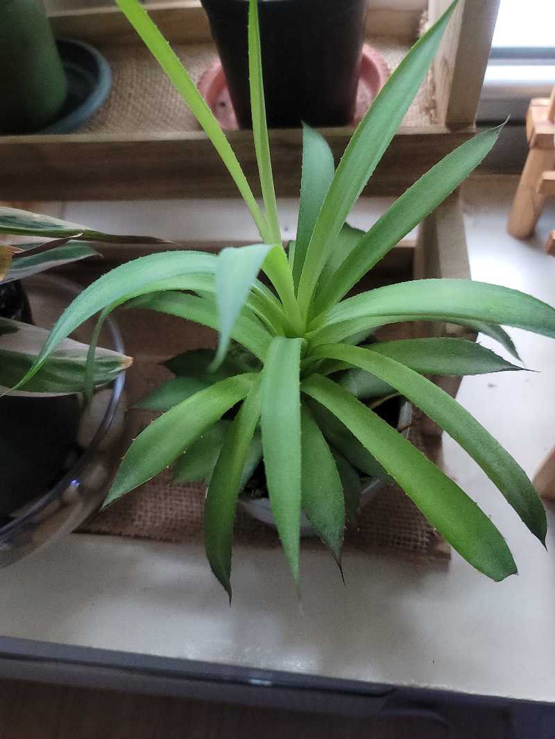 Healthy Agave 'Blue Glow' plant with vibrant green leaves.
