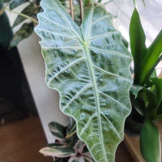 Alocasia Polly Plant plant in Bronxville, New York