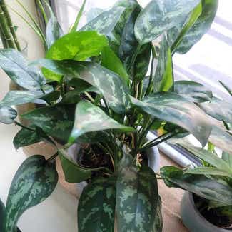 Chinese Evergreen plant in Bronxville, New York